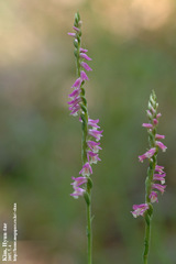 Spiranthes sinensis