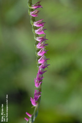 Spiranthes sinensis