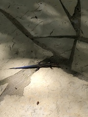 Plestiodon sumichrasti