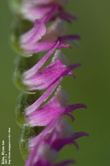 Spiranthes sinensis