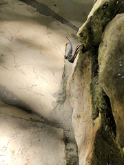 Plestiodon sumichrasti