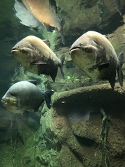 Colossoma macropomum