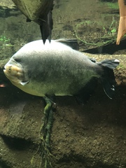 Colossoma macropomum