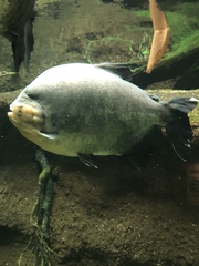 Colossoma macropomum