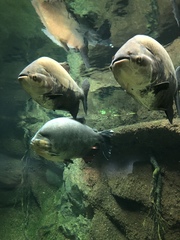 Colossoma macropomum