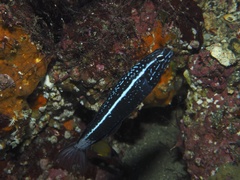 Kamohara Blenny photo 2