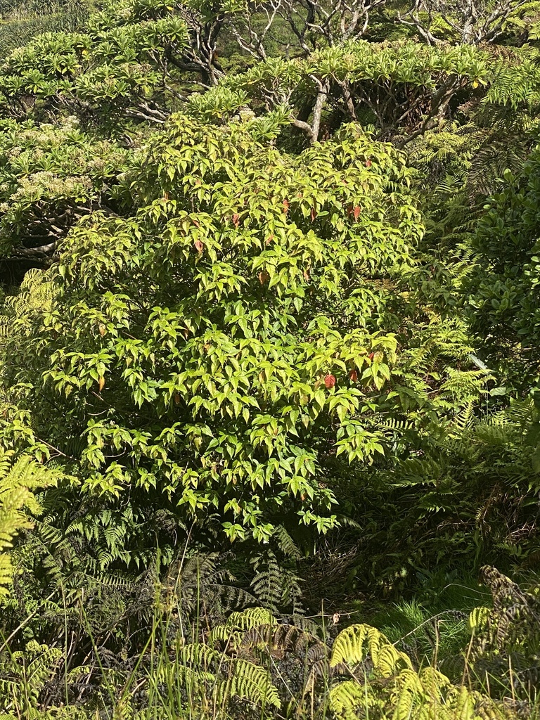 Saint Helena Redwood
