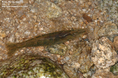 Neocaridina