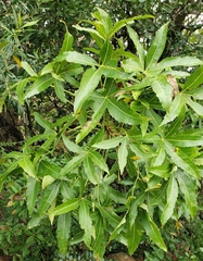 Cussonia natalensis image