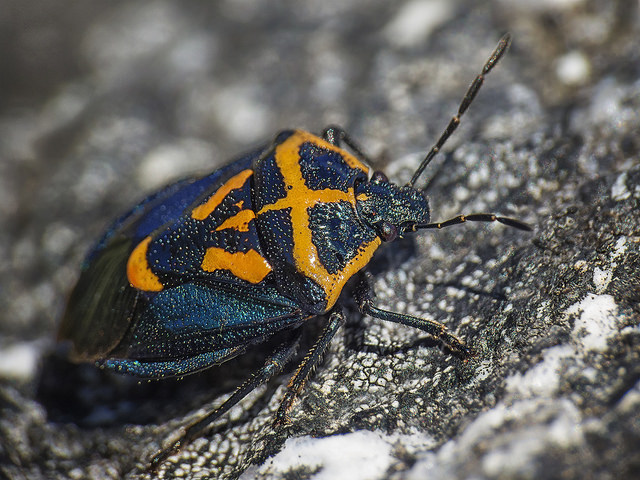 Comperocoris