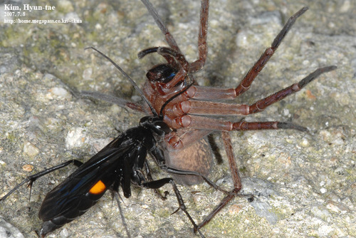 Lophopompilus samariensis