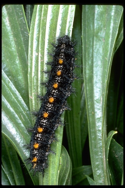 Edith's Checkerspot