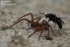 Anoplius samariensis