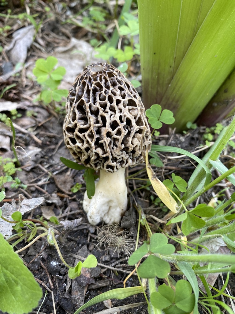 true morels from S Layton Blvd, Milwaukee, WI, US on May 11, 2023 at 02