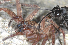 Anoplius samariensis