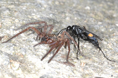 Anoplius samariensis