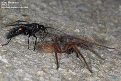 Anoplius samariensis