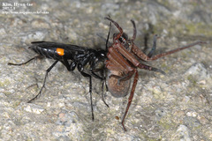 Anoplius samariensis