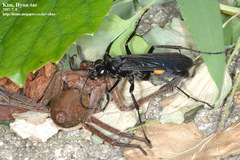 Anoplius samariensis