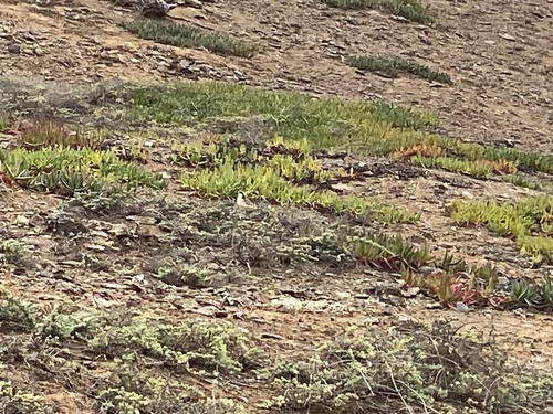 St. Helena Plover (Anarhynchus sanctaehelenae), photo 5