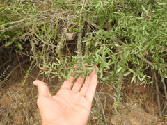 Schinus longifolia
