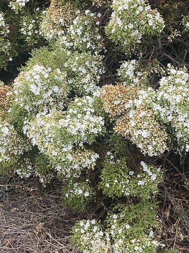 Frankenia portulacifolia image