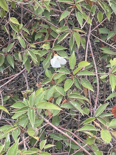 Saint Helena ebony (Melhania ebenus)