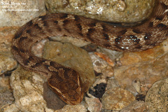 Gloydius ussuriensis