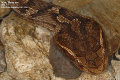 Gloydius ussuriensis