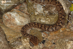 Gloydius ussuriensis