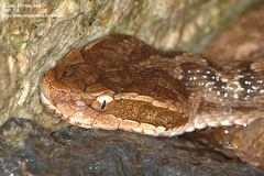 Gloydius ussuriensis