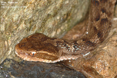 Gloydius ussuriensis