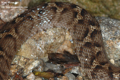 Gloydius ussuriensis