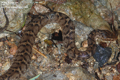 Gloydius ussuriensis