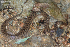 Gloydius ussuriensis