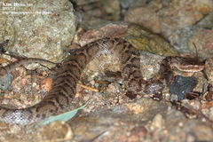 Gloydius ussuriensis