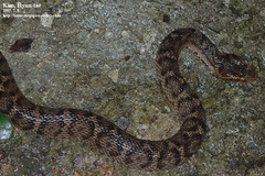 Gloydius ussuriensis