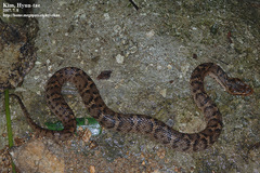 Gloydius ussuriensis