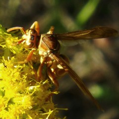 Polistes apachus texanus