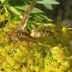 Polistes apachus texanus