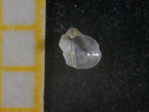 Representative image of Xylophaga