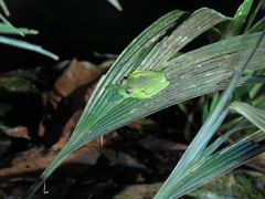 Sachatamia punctulata