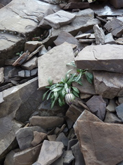 Silene uralensis attenuata