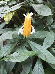 Pachystachys lutea
