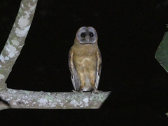 Ashy-Faced Owl photo 2