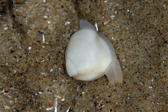 Mactra quadrangularis