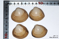 Mactra quadrangularis