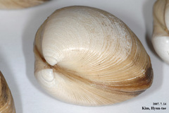 Mactra quadrangularis