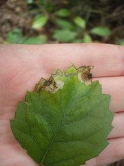 Stigmella hoheriae