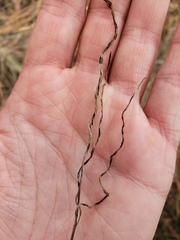 Perideridia bolanderi